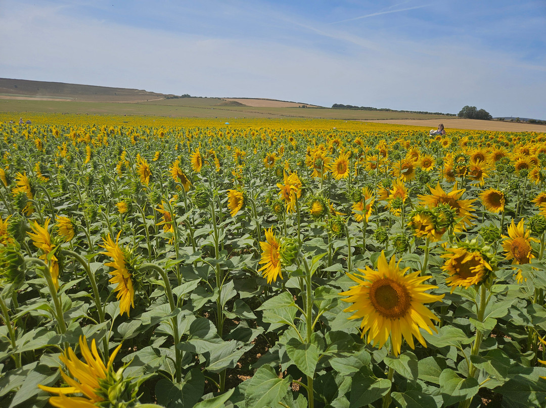 Dorset Sunflower Trail-多切斯特必去景点