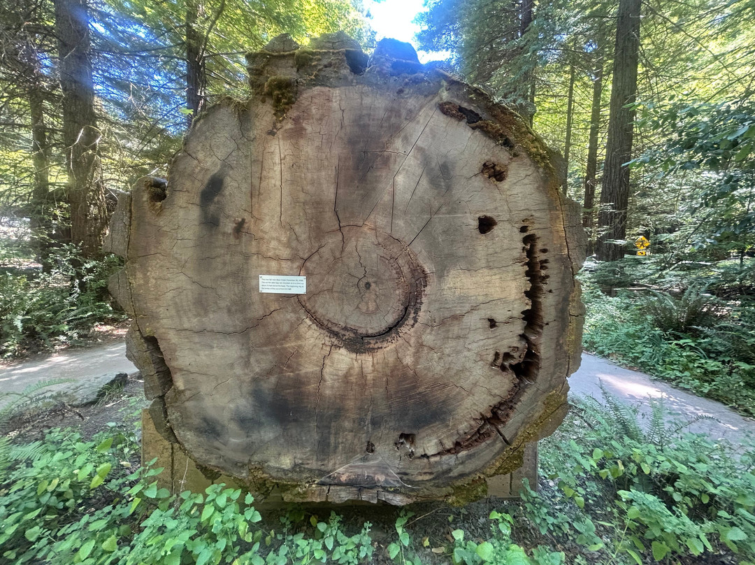 Avenue of the Giants-洪堡县必去景点