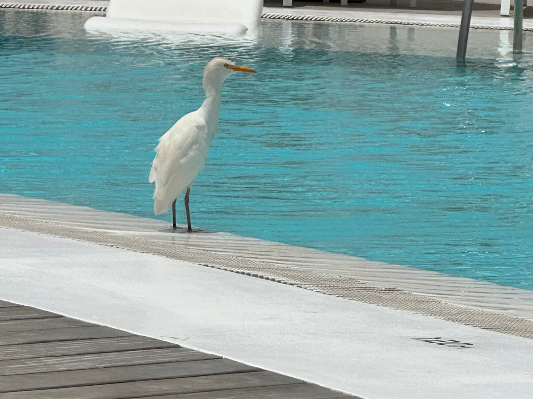 CalaLanzarote Suites Hotel主图