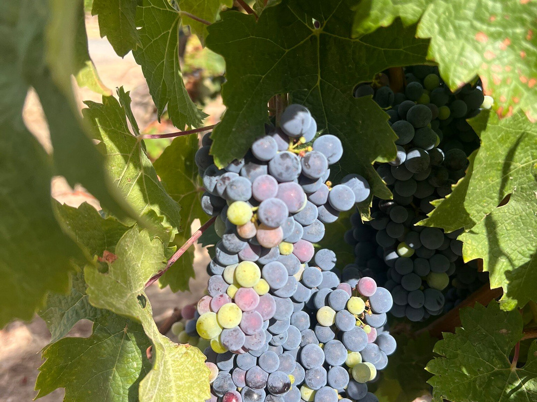 Vignobles Mourat-Mareuil-Sur-Lay-Dissais必去景点