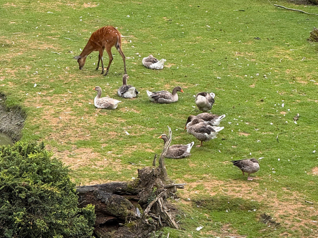Zoo Salzburg-安妮夫必去景点