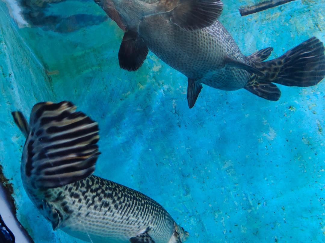 Lokaranjan Aqua World Underwater Zoo-迈索尔必去景点