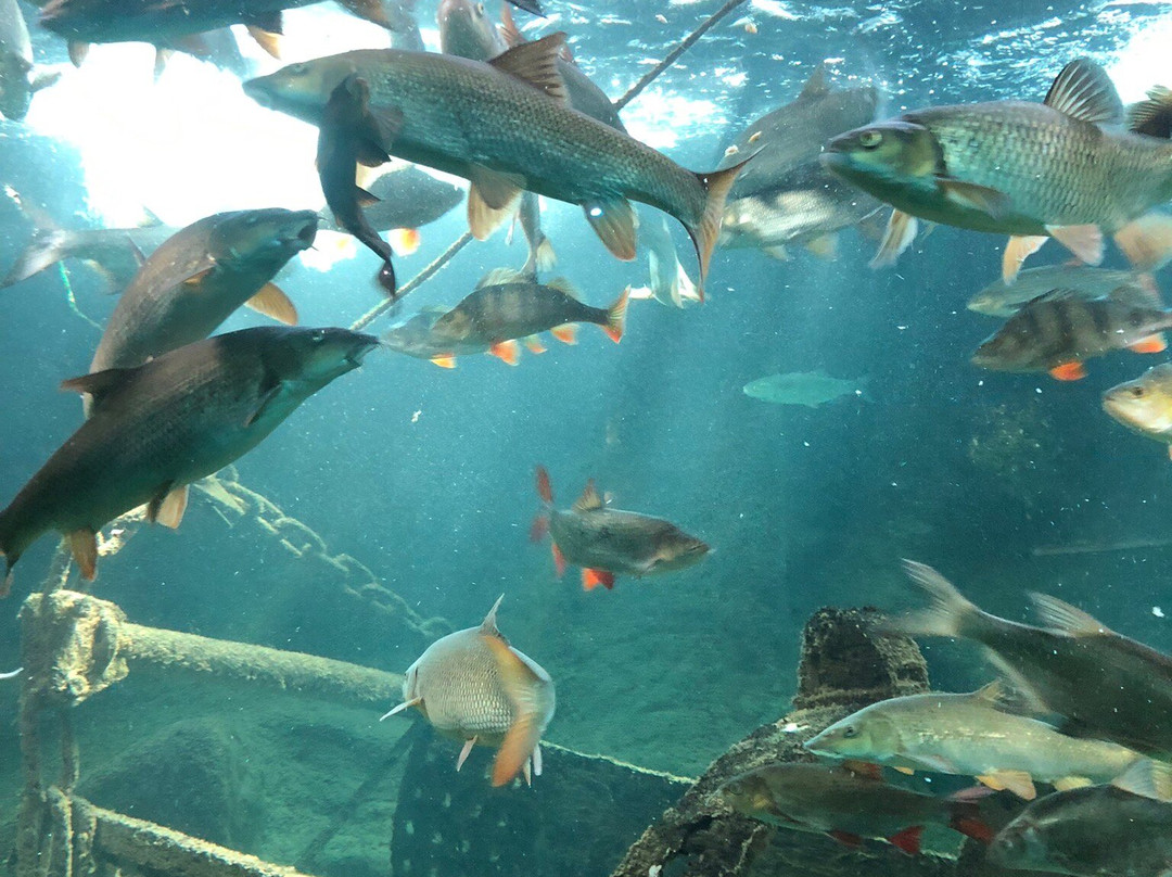 Aquarium De Touraine-Lussault-sur-Loire必去景点