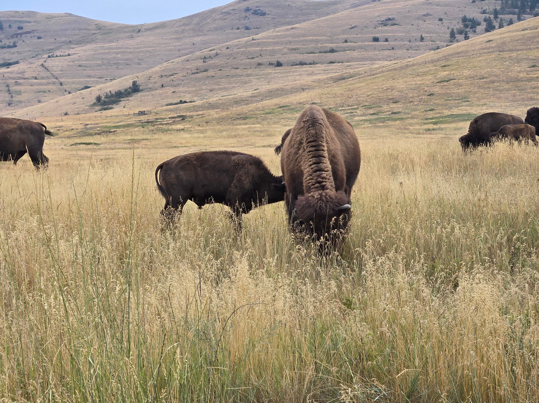 Bison Range-Moiese必去景点