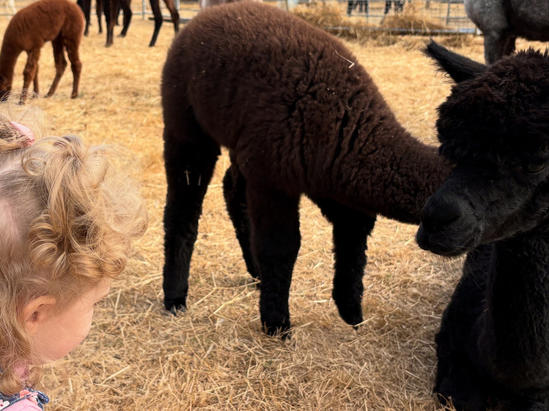 London Alpacas-Epping必去景点