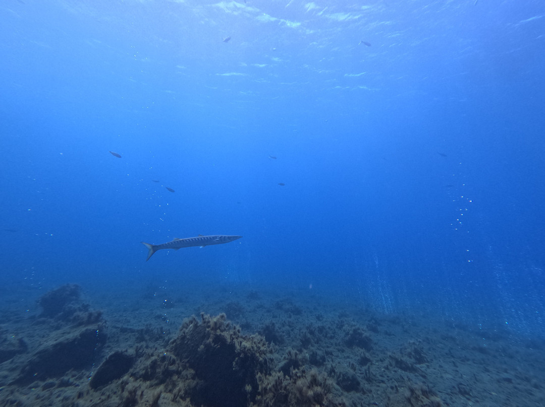 Arian Diving Centre-卡达米那必去景点