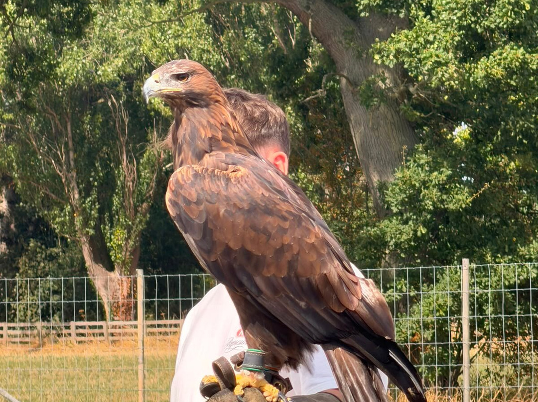 York Bird of Prey Centre-伊辛瓦必去景点