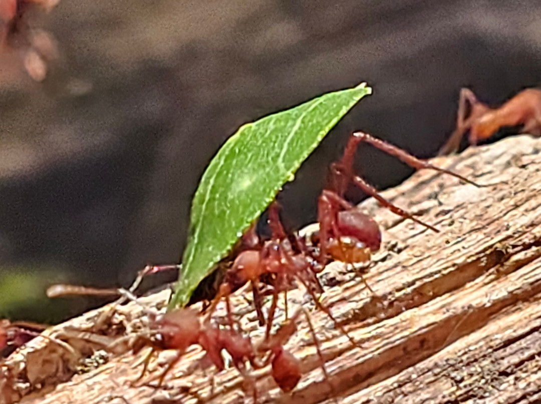 Neotropica, Postojna, Slovenia-波斯托伊纳必去景点
