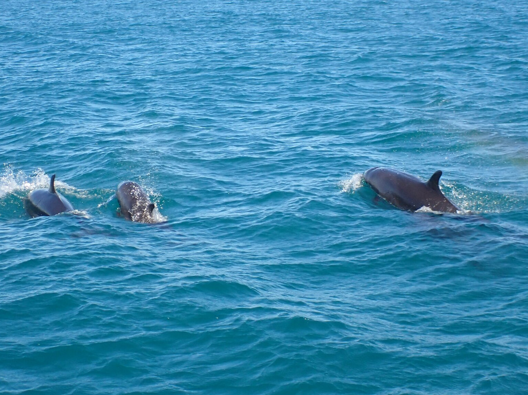 Ningaloo Whaleshark Swim-埃克斯茅斯必去景点