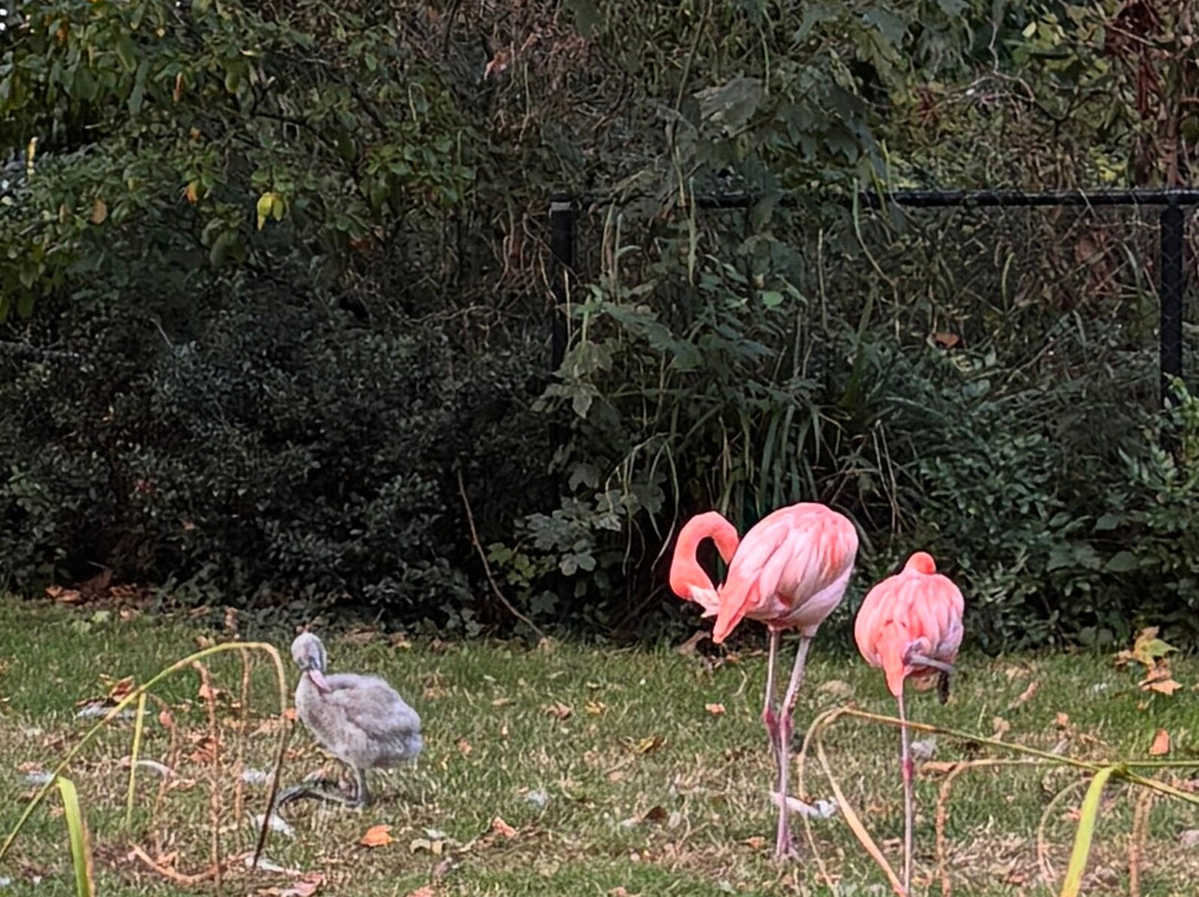 Zoo Antwerpen (dierentuin)-安特卫普必去景点