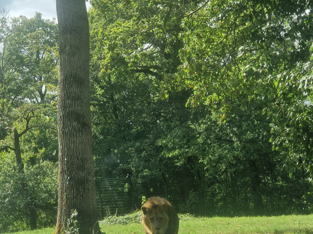 Longleat Safari Park-沃敏斯特必去景点