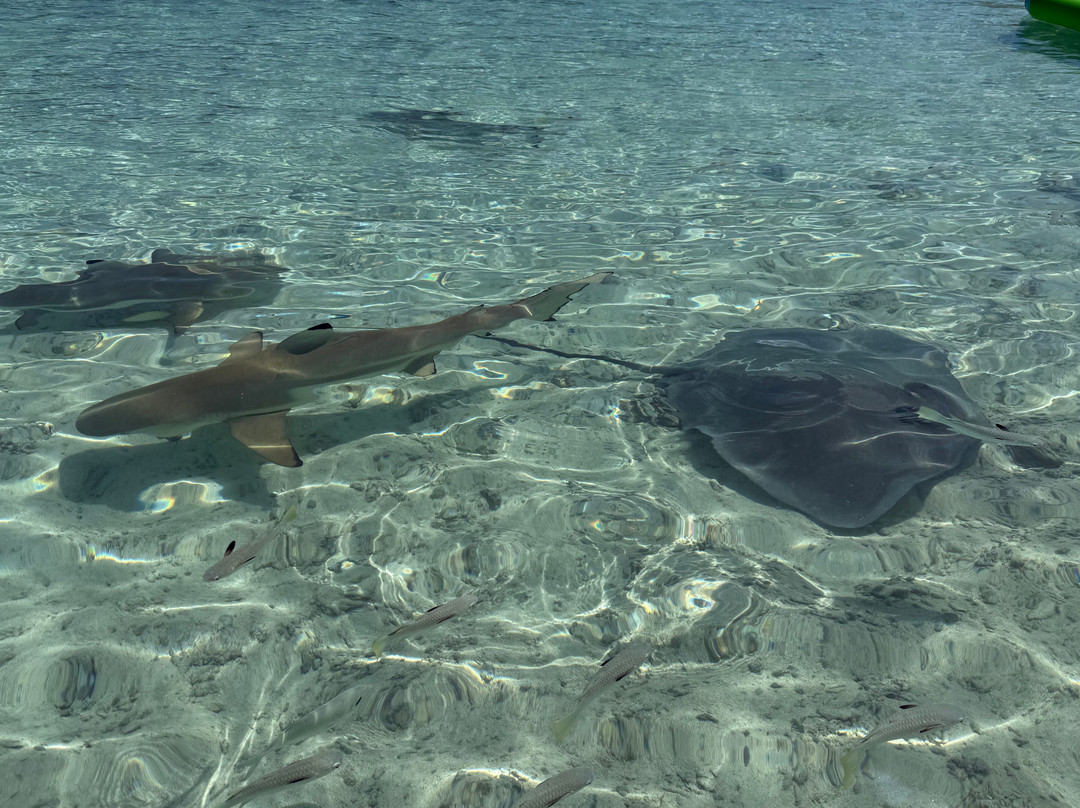 MOOREA TIKI TOUR-Cook's  Bay必去景点