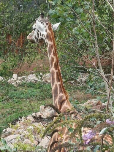 Paignton Zoo Environmental Park-佩恩顿必去景点