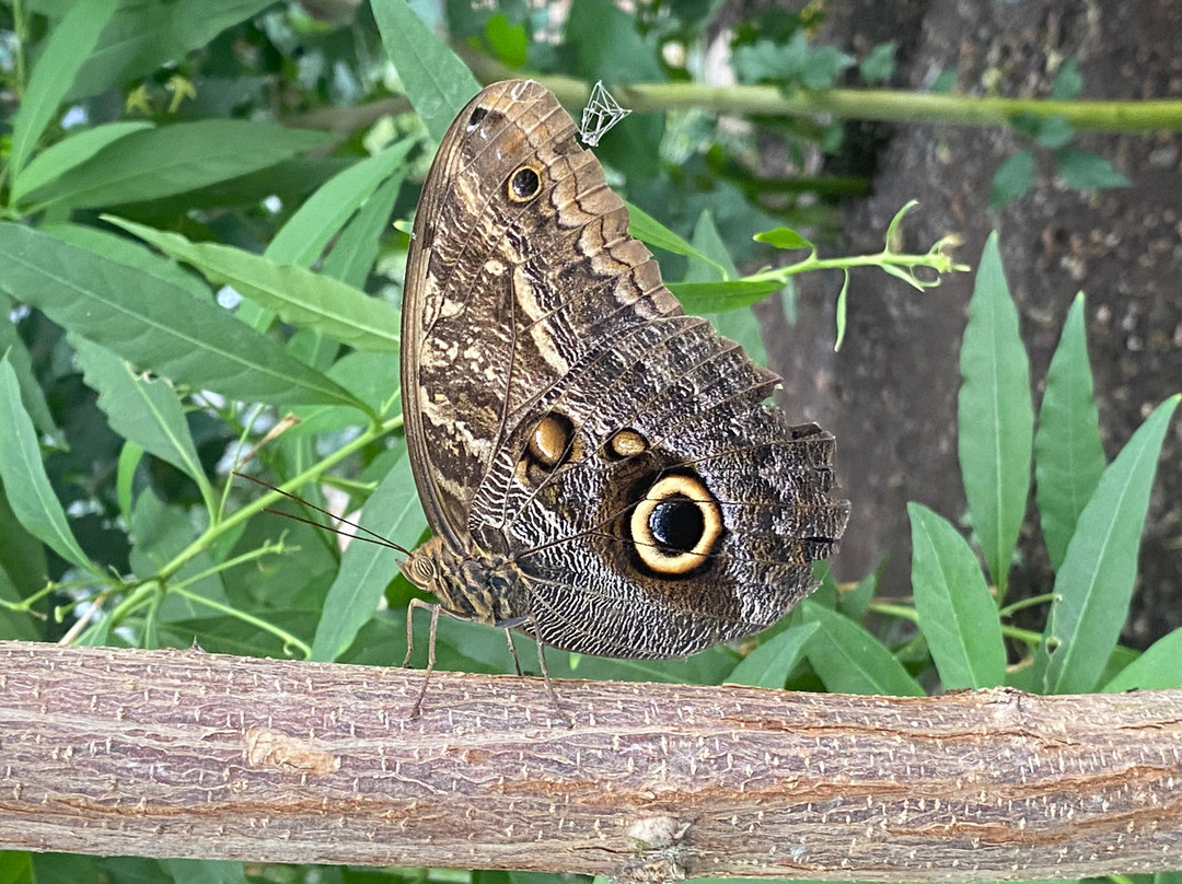 Butterfly World and Fountain World-Wootton必去景点