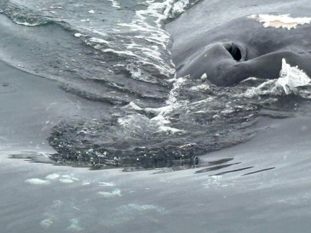 Mariner Cruises Whale and Seabird Tours-Brier Island必去景点
