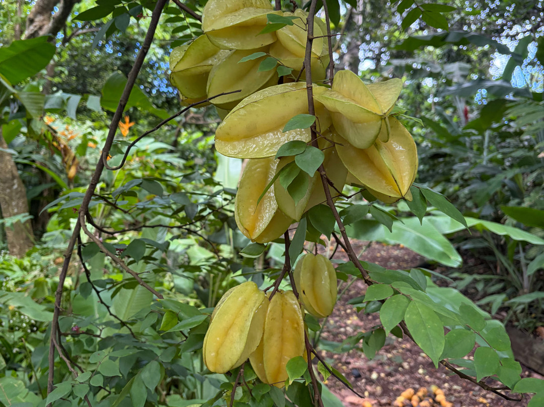 De La Grenade Nutmeg Garden-St. George's必去景点