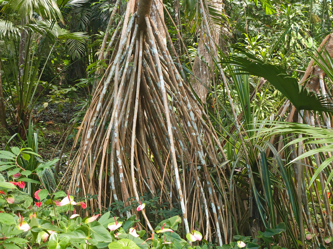 Flower Forest-Saint Thomas Parish必去景点