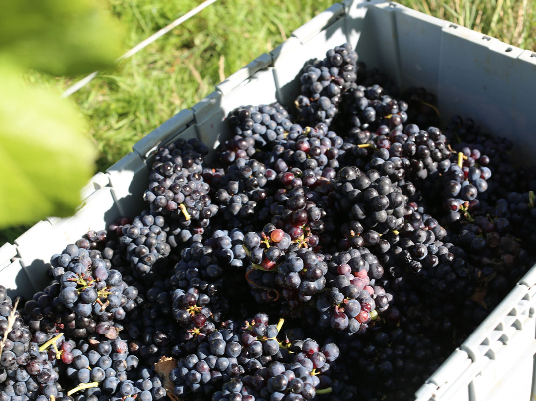Maud Heath Vineyard-Calne必去景点