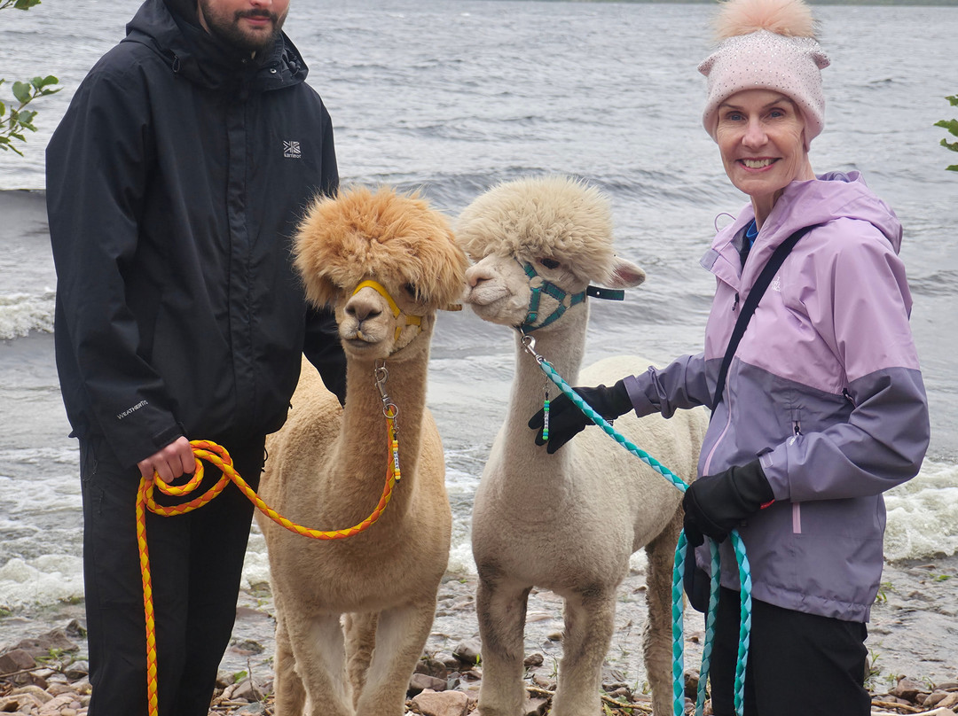 Loch Ness Alpacas-因弗内斯必去景点