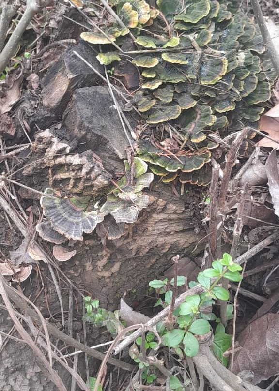 Reserva Natural Monte Blanco-蒂格雷必去景点