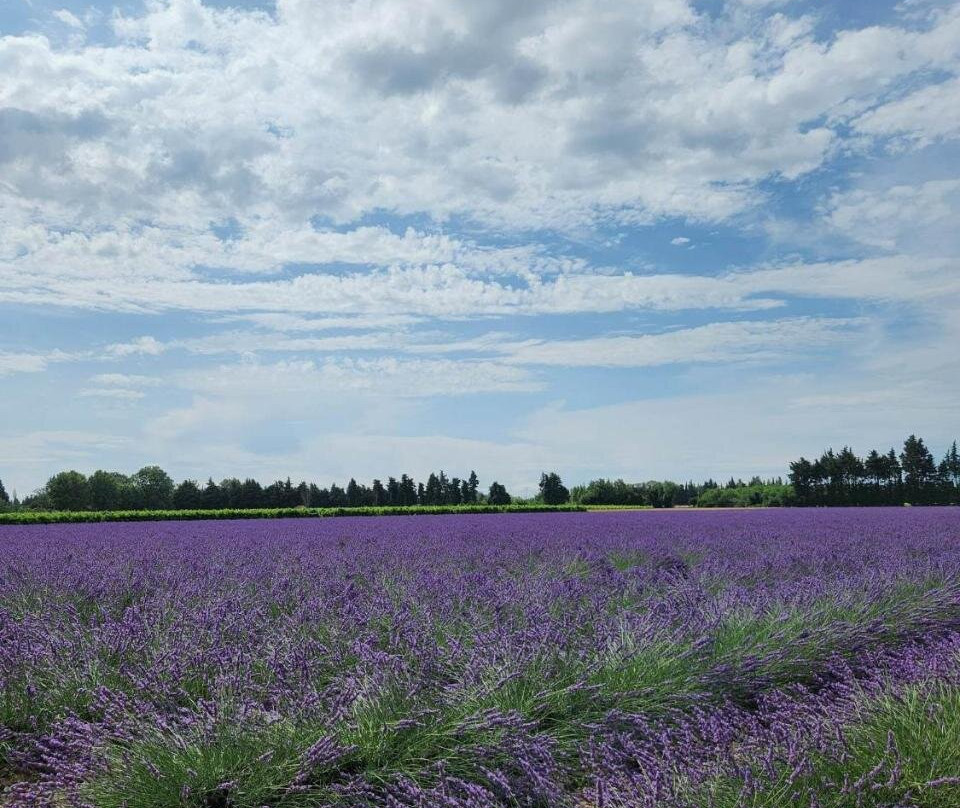 Gîtes Violettes et Amandier