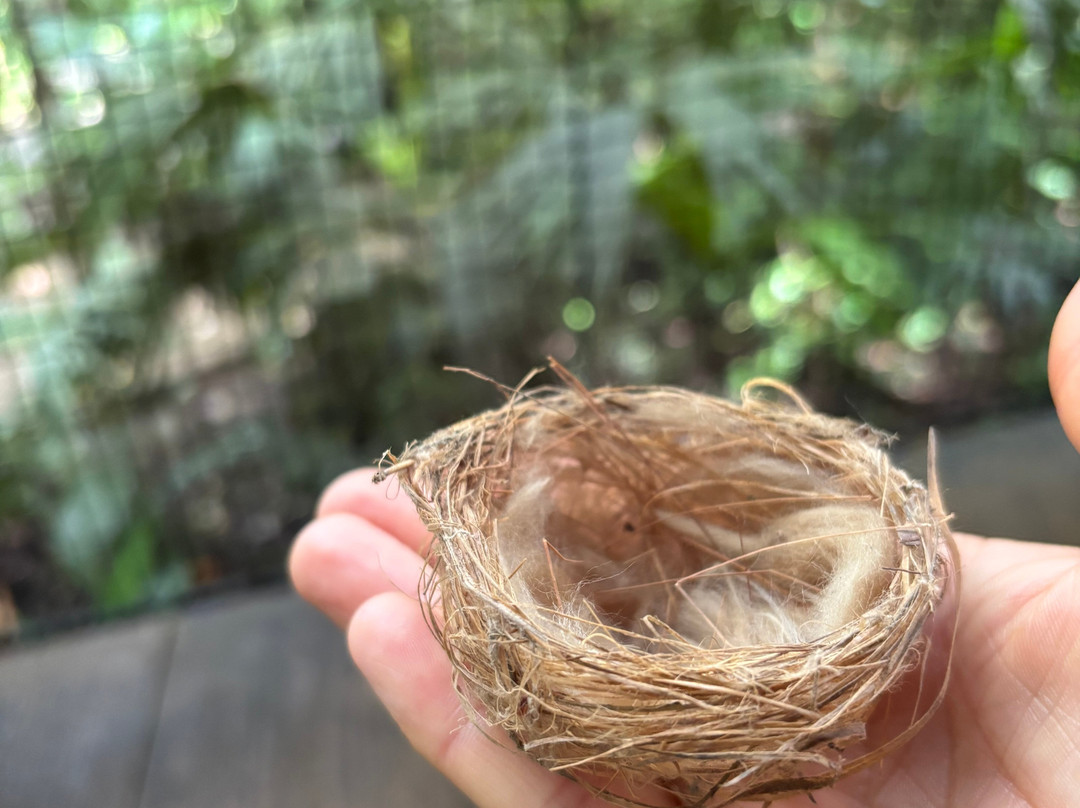 Panama Rainforest Discovery Center-甘博阿必去景点