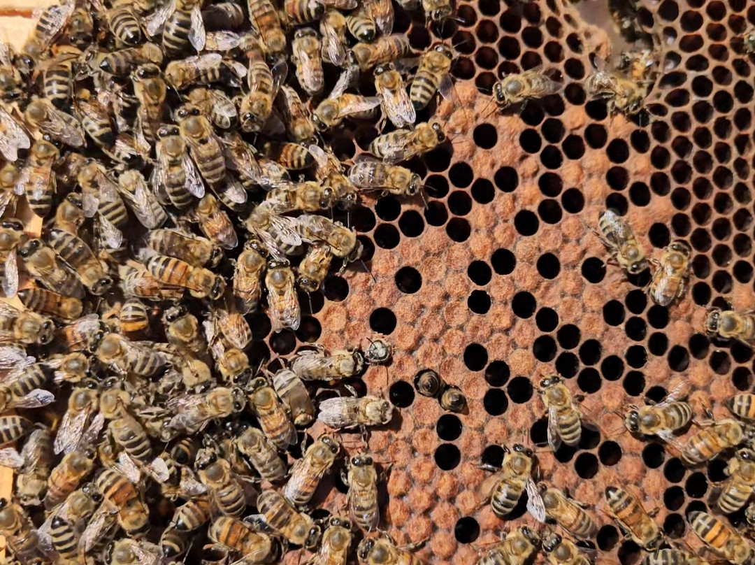 So! Bee-纳夫普利翁必去景点