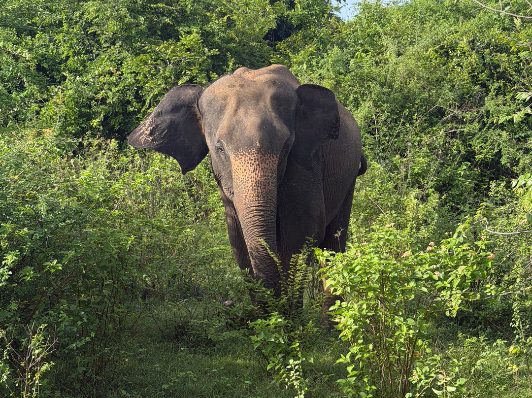 Udawalawe Lahiru Safari Guide Tours-乌达瓦拉维国家公园必去景点