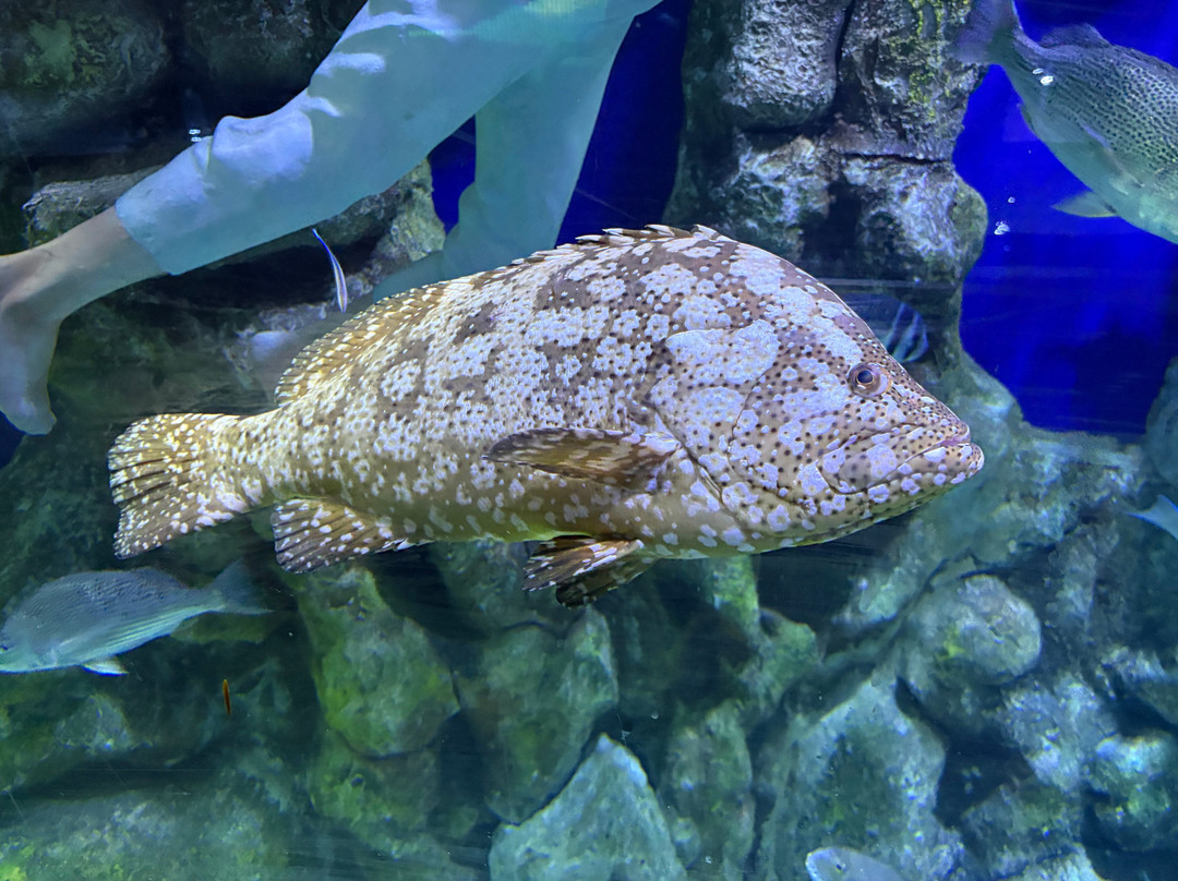 The National Aquarium Abu Dhabi-阿布扎比必去景点