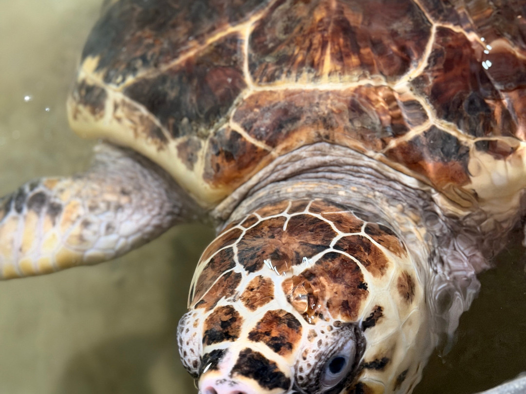 Sea Turtle Conservation Project (Koggala)-克拉必去景点