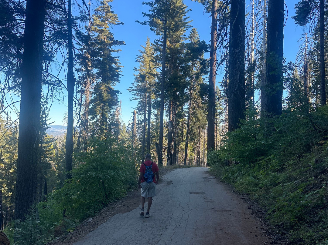Tuolumne Grove of Giant Sequoias-优胜美地国家公园必去景点