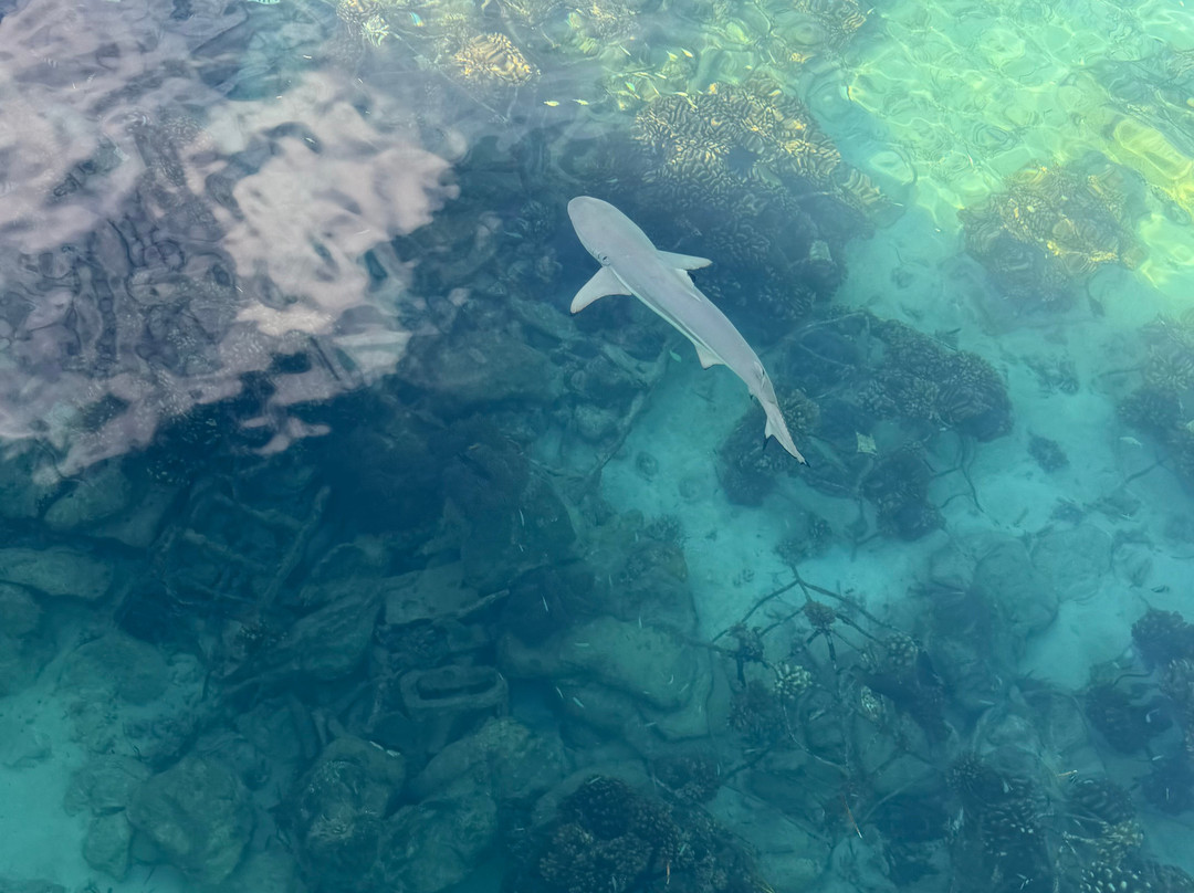 Euro-Divers LUX South Ari Atoll-南阿里环礁必去景点
