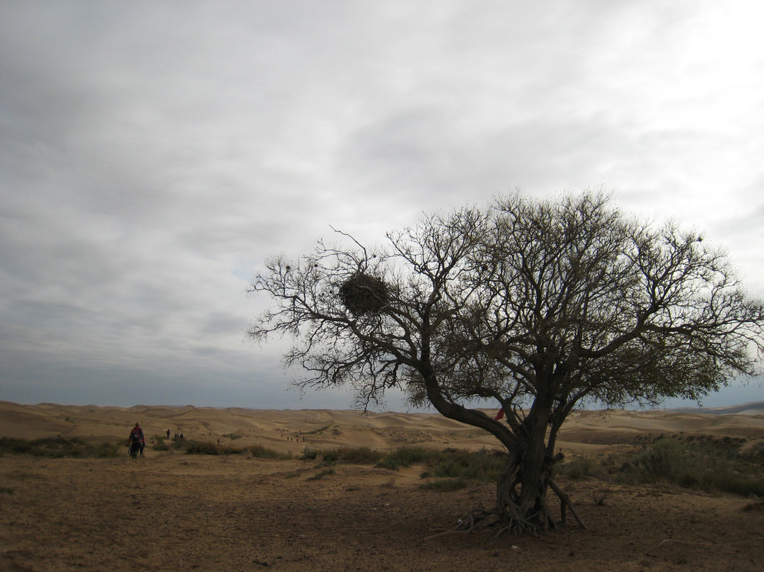 库布齐沙漠景点图片