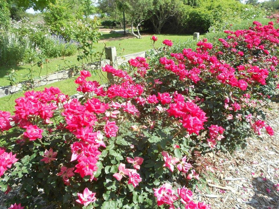 Antique Rose Emporium