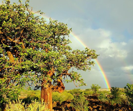 Waikoloa Dry Forest Initiative景点图片