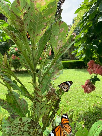 Govardhan EcoVillage主图