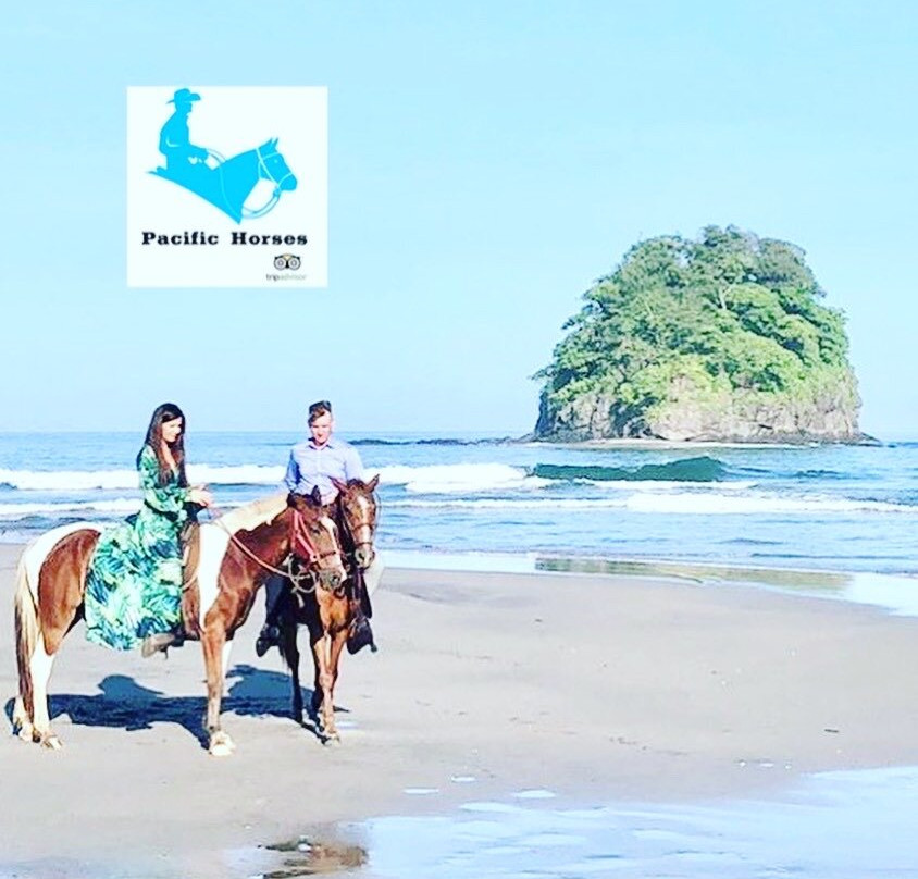 Pacific Horses景点图片