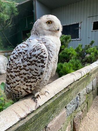 Wildpark Lüneburger Heide景点图片