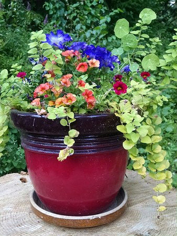 Kelly's Trout Creek Inn Bed & Breakfast主图