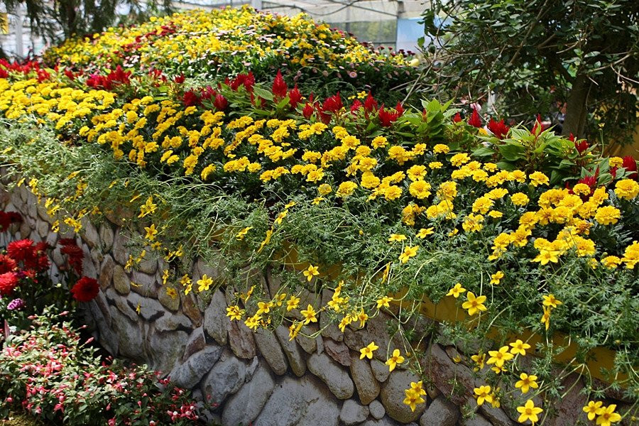 咸平郡旅游景点-Hampyeong Expo Park - Butterfly Insect Ecosystem