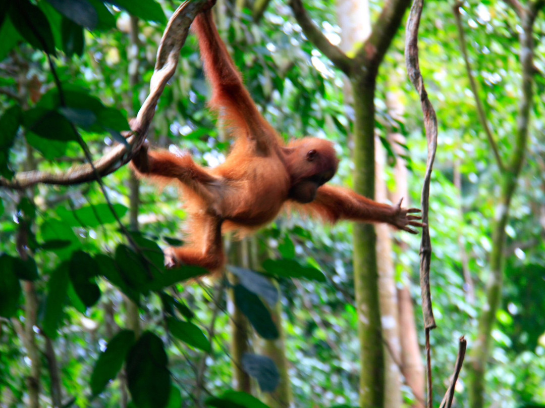 Sumatra Orang Utan Treks景点图片