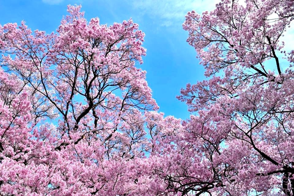 Takato Castle Remains Park景点图片