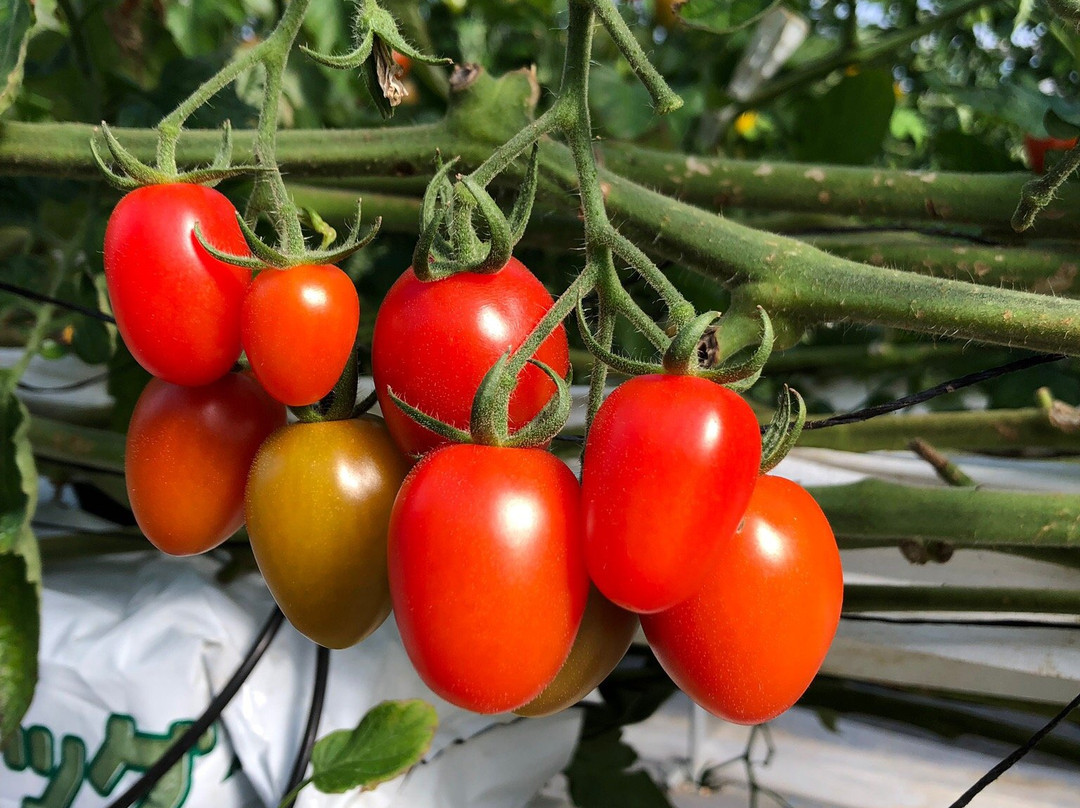 Kamisato Strawberry & Tomato Farm景点图片