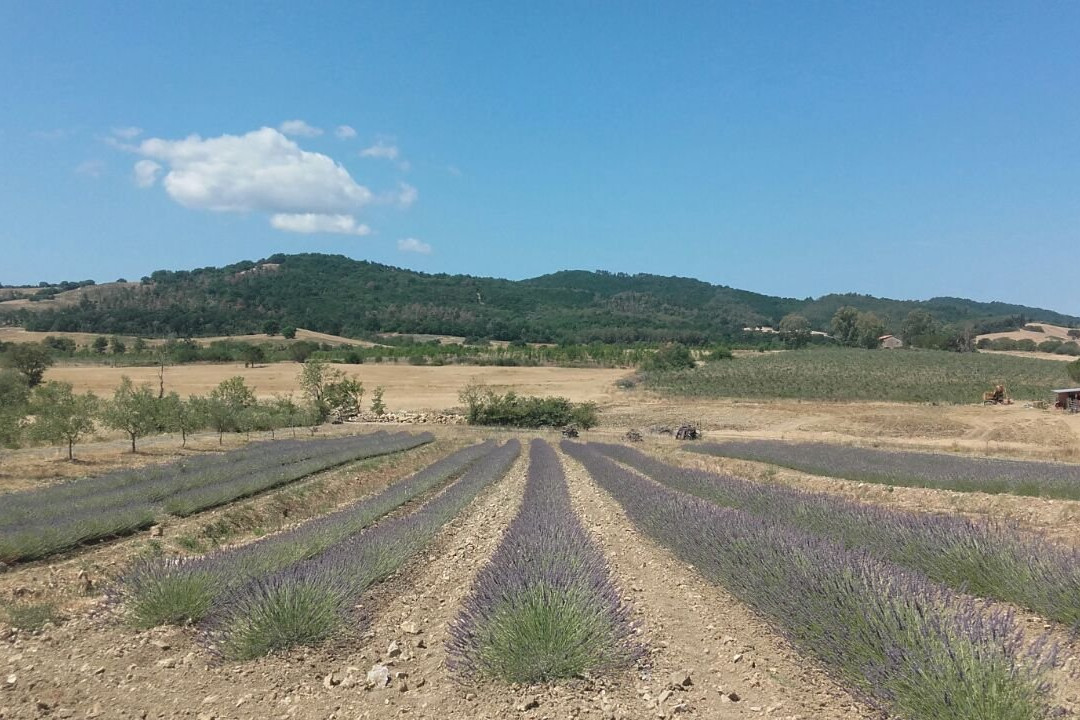 Lavanda di Maremma景点图片