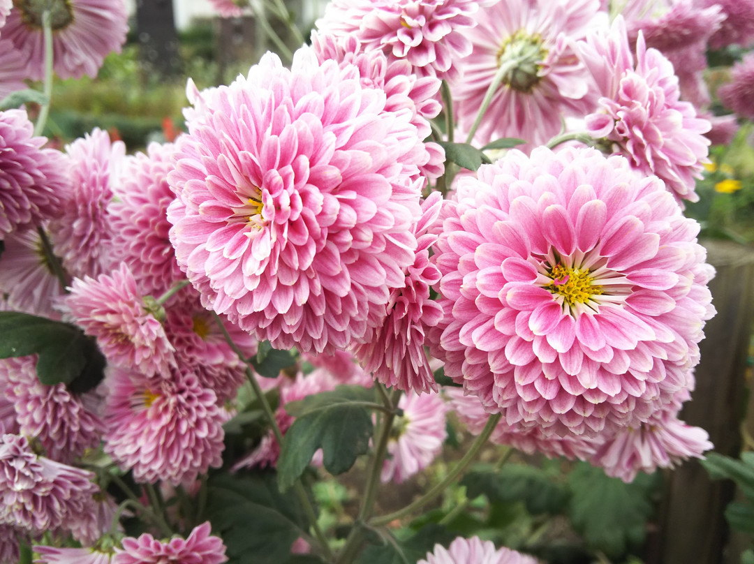 Maehara Park-狛江市必去景点