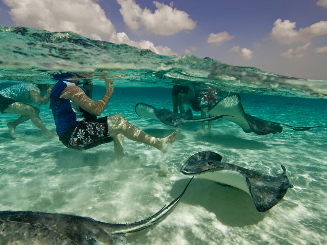 Stingray Adventures Ltd-西湾必去景点