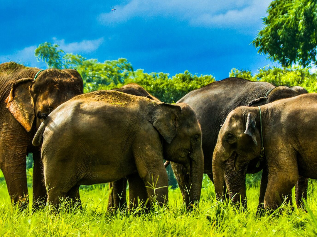Kanta Elephant Sanctuary景点图片