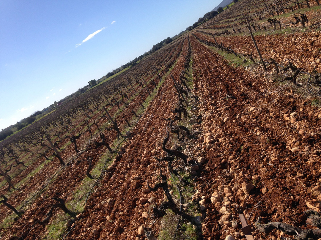 Antonio Nadal Bodegas & Vinedos景点图片