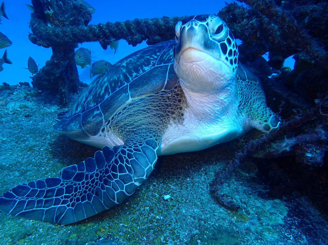 Dive Adventures-辛普森湾必去景点
