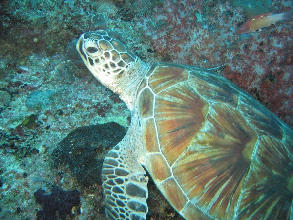 热带研究与保护中心-仙本那必去景点